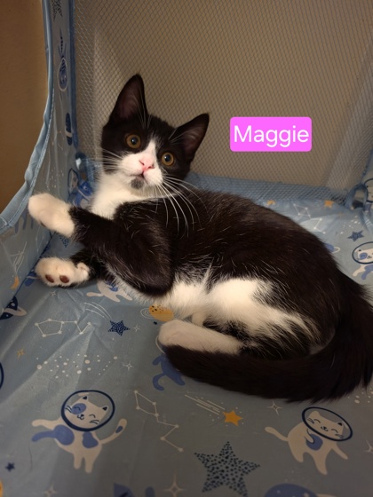 95421A Maggie