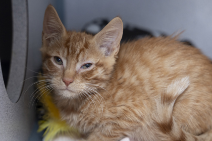 08813B TIPPY - Domestic Shorthair / Mix available for adoption