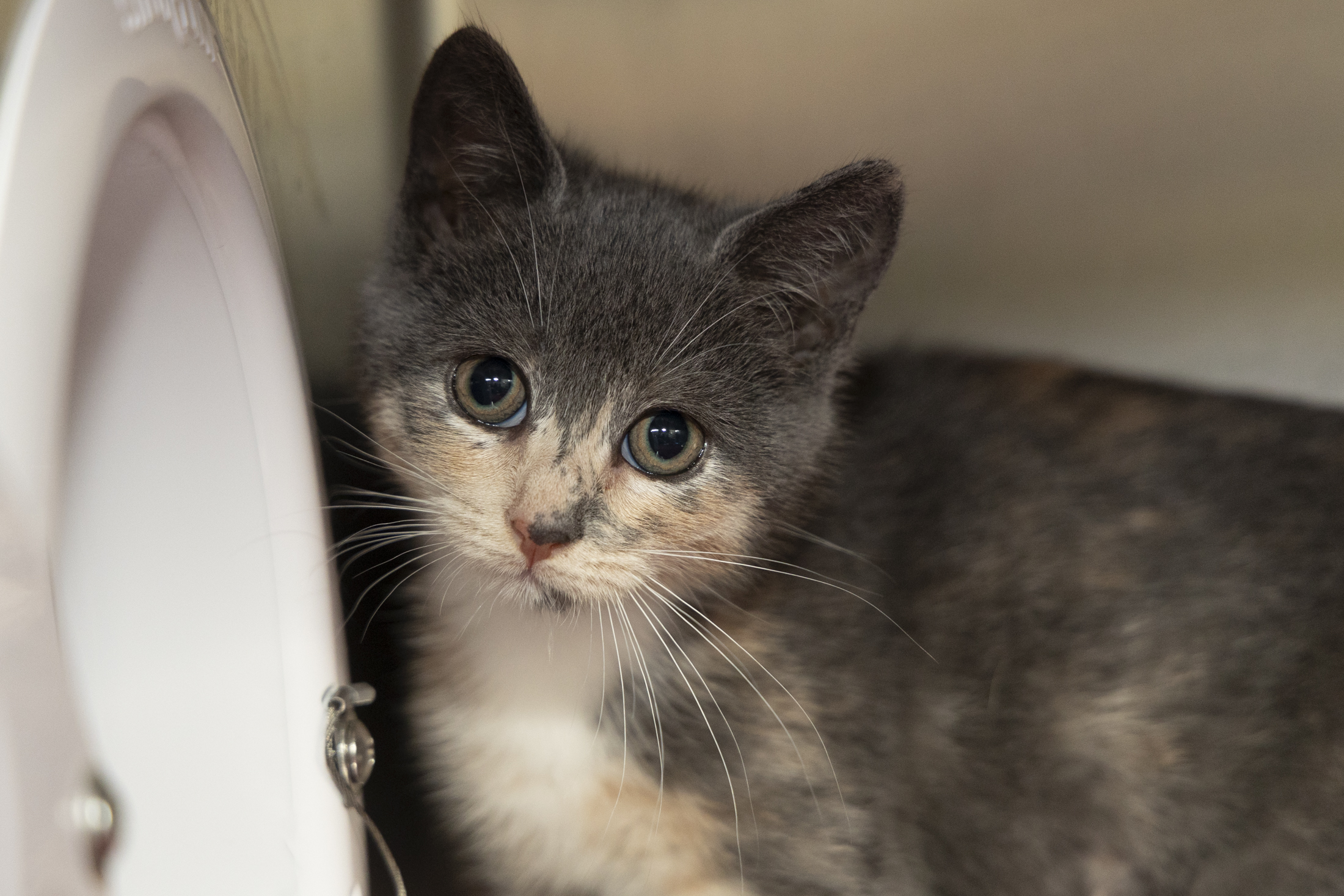 08611B SERAPHINA- PETSMART NORTH CHARLESTON - Domestic Shorthair / Mix available for adoption
