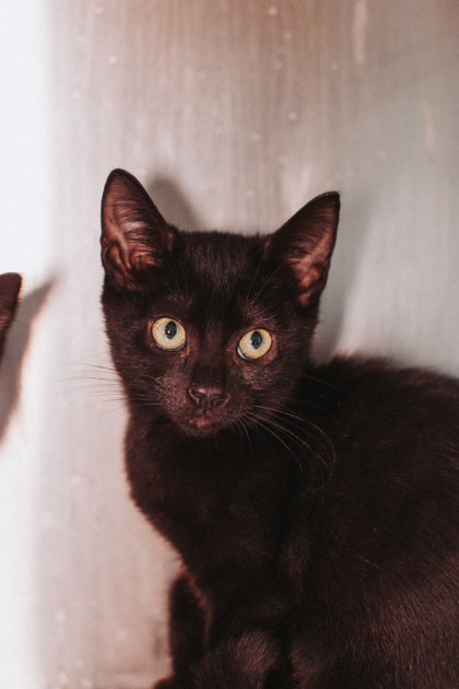 08707B HARRIET - Domestic Shorthair / Mix available for adoption