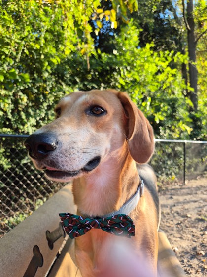 Bullet - Adoption Ambassador photo