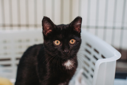 07576B SILLY SALLY - Domestic Shorthair / Mix available for adoption
