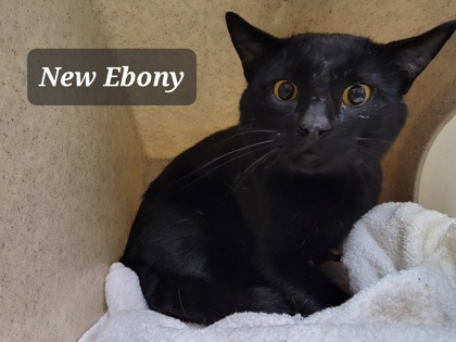 59189a New Ebony