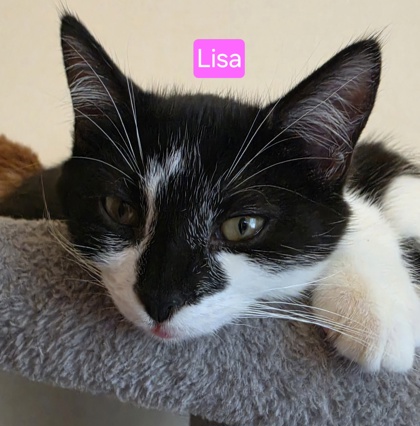 95409A Lisa