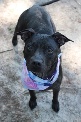 07404B AMBER - Terrier / Mix available for adoption
