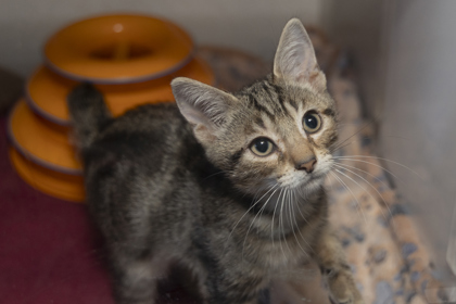 07752B RANDALL - Domestic Shorthair / Mix available for adoption