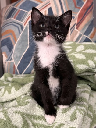 96785A WHITNEY - Domestic Shorthair / Mix available for adoption