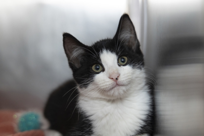 08803B TOE- PETCO NORTH CHARLESTON - Domestic Shorthair / Mix available for adoption