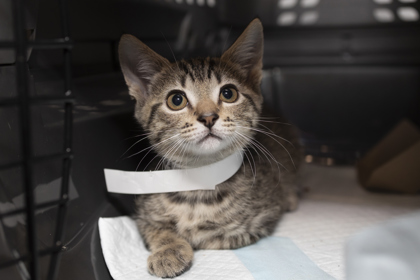 07130B  FORKLIFT - Domestic Shorthair / Mix available for adoption