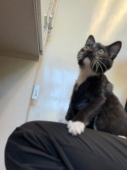 07642B PEEP - Domestic Shorthair / Mix available for adoption