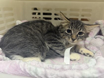 96721A TALON-PETSMART JAMES ISLAND - Domestic Medium Hair / Mix available for adoption