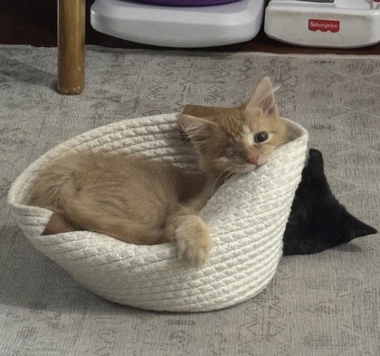07008B CHARLIE - ADOPTION AMBASSADOR - Domestic Shorthair / Mix available for adoption