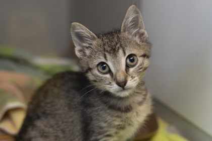 07643B RIDDLE - Domestic Shorthair / Mix available for adoption