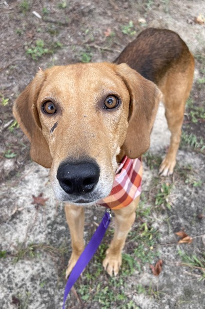 07735B RAMBO - Hound / Mix available for adoption