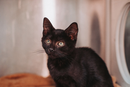 08705B TED - Domestic Shorthair / Mix available for adoption
