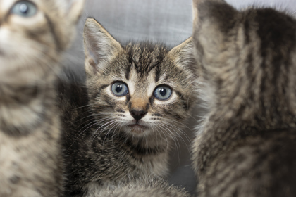 07784B MILES PETSMART SUMMERVILLE - Domestic Shorthair / Mix available for adoption