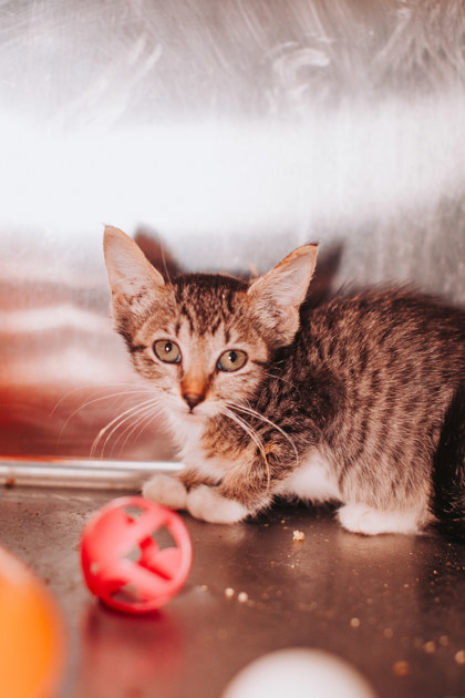 93489A DOLLY - Domestic Shorthair / Mix available for adoption