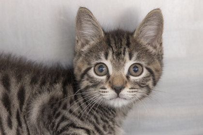 07705B ELEANOR - Domestic Shorthair / Mix available for adoption