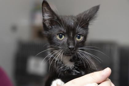 07893B ZEPHYR - Domestic Shorthair / Mix available for adoption