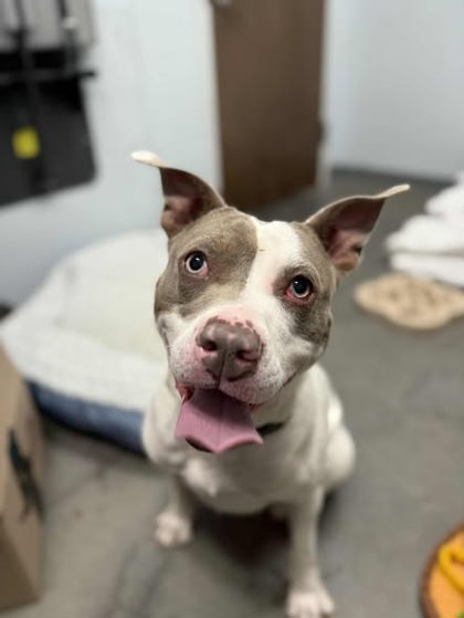 01720b Sparrow photo