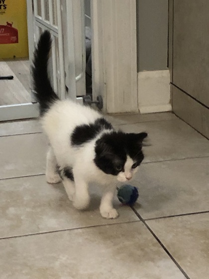 2122B Ruffles - Adoption Ambassador photo