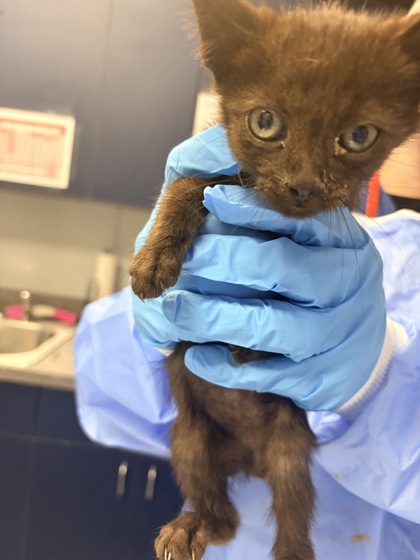 04658B GUMMY BEAR - Domestic Shorthair / Mix available for adoption