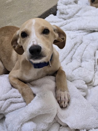 08563B HONEY - Hound / Mix available for adoption