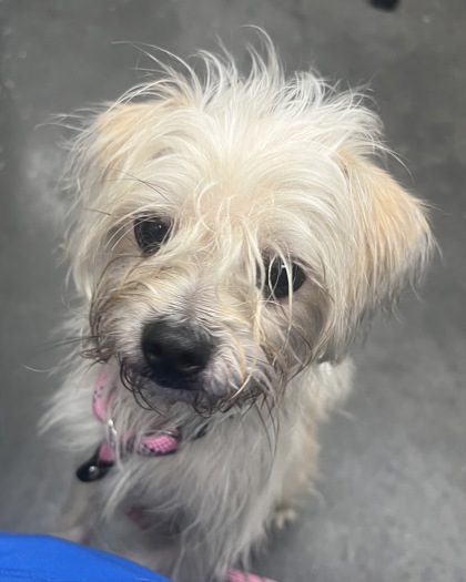 07341B ARNIE - Maltese / Mix available for adoption