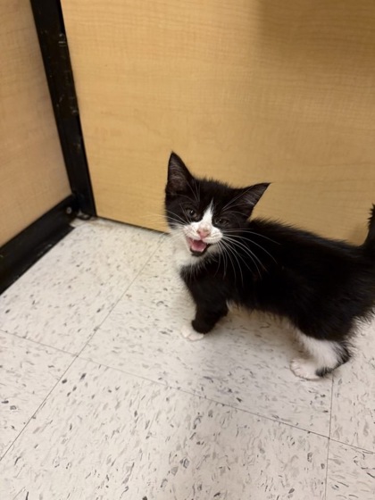 08241B Baby Spice PetSmart Summerville