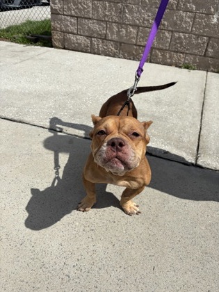 95776A COCO - American Staffordshire Terrier / Mix available for adoption