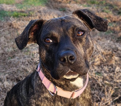 2650B Milkshake - Adoption Ambassador photo