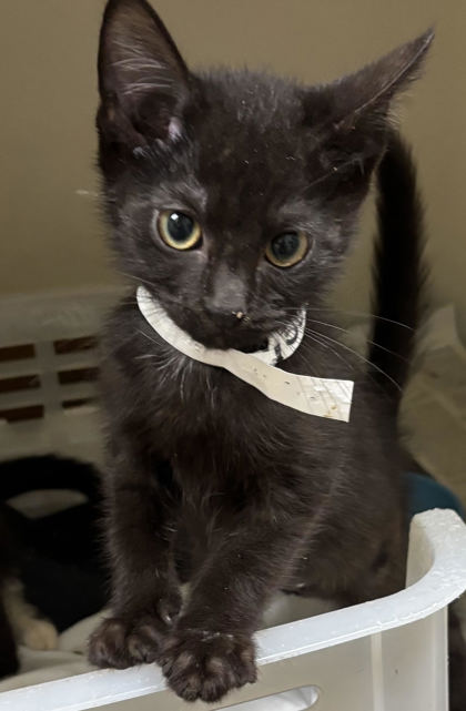 95064A Extension Cord-Mt. Pleasant PetSmart