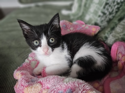 96483A MABEL - PETSMART MT. PLEASANT - Domestic Shorthair / Mix available for adoption