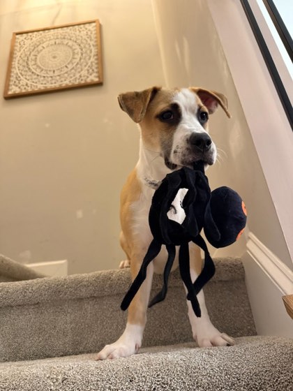 2427B CICI - Terrier / Mix available for adoption