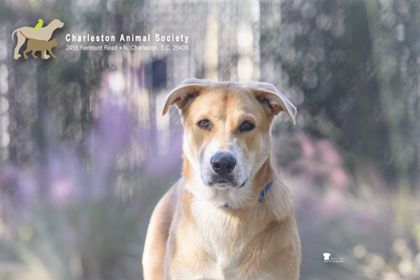 97172A DUNKIN' BUTTERBEAN - Labrador Retriever / American White Shepherd available for adoption