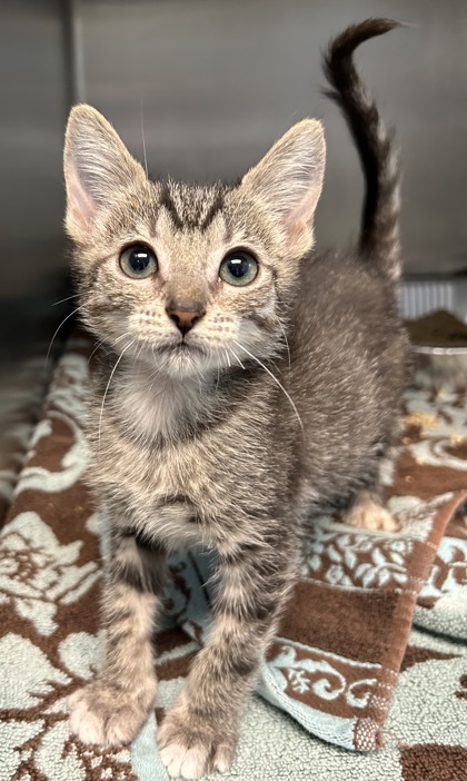 06865B CRISS-CROSS - Domestic Shorthair / Mix available for adoption