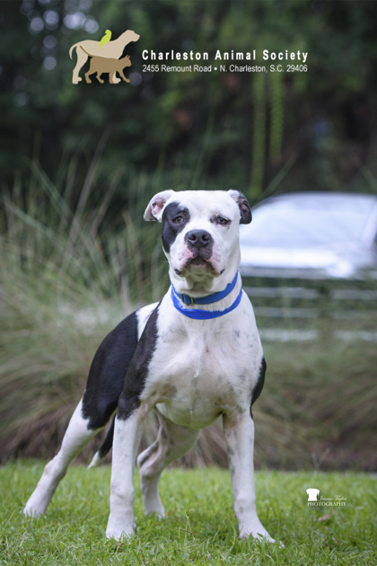 95996A BRAIN - American Staffordshire Terrier / Mix available for adoption
