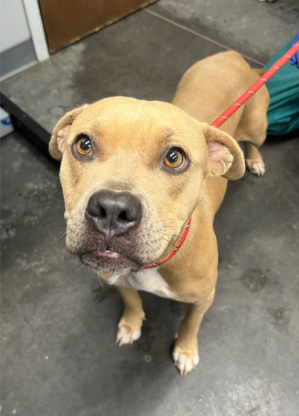 07803B TOOTSIE POP - American Staffordshire Terrier / Mix available for adoption