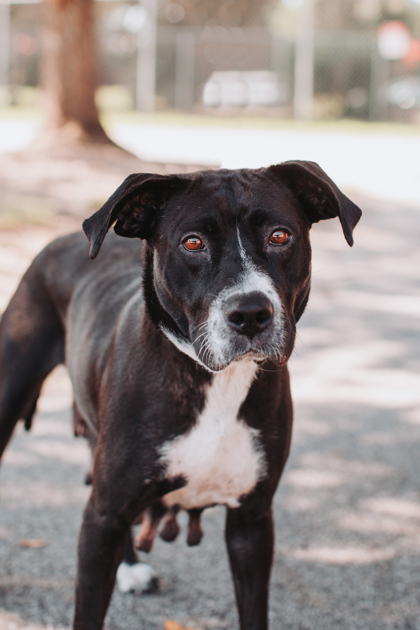 07365B BLACKBERRY - Labrador Retriever / Mix available for adoption