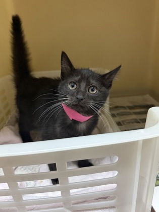 96671A COOKIE - PETSMART JAMES ISLAND - Domestic Shorthair / Mix available for adoption