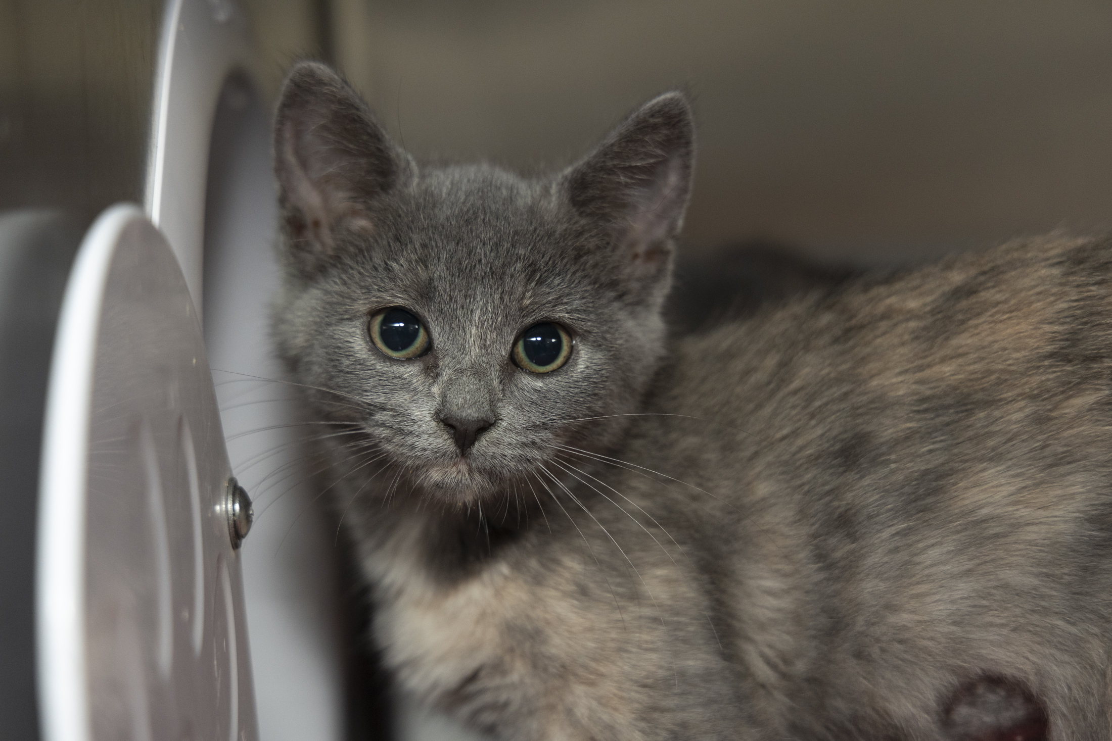 08610B DEWSCILLA- PETSMART NORTH CHARLESTON - Domestic Shorthair / Mix available for adoption