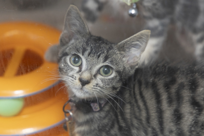 07012B HAZEL - Domestic Shorthair / Mix available for adoption