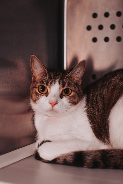 95031A CLIPPY - Domestic Shorthair / Mix available for adoption
