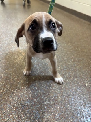 07453B GRAPE - Labrador Retriever / Mix available for adoption