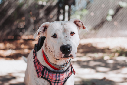95016A SCARLET - American Staffordshire Terrier / Mix available for adoption