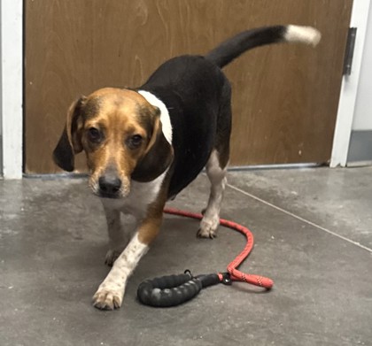 07796B BLAIR - Beagle / Mix available for adoption