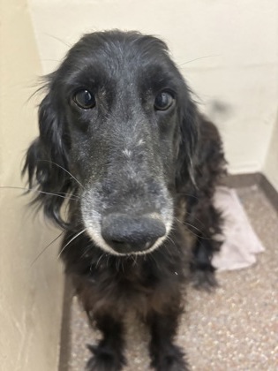 97324A TIEGEN - Afghan Hound / Mix available for adoption