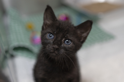 07371B  ARDEN - Domestic Shorthair / Mix available for adoption