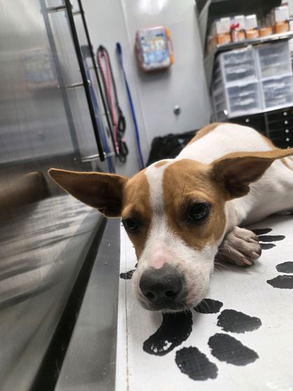 07345B SAGE - American Staffordshire Terrier / Mix available for adoption
