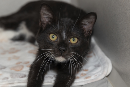 07642B PEEP - Domestic Shorthair / Mix available for adoption